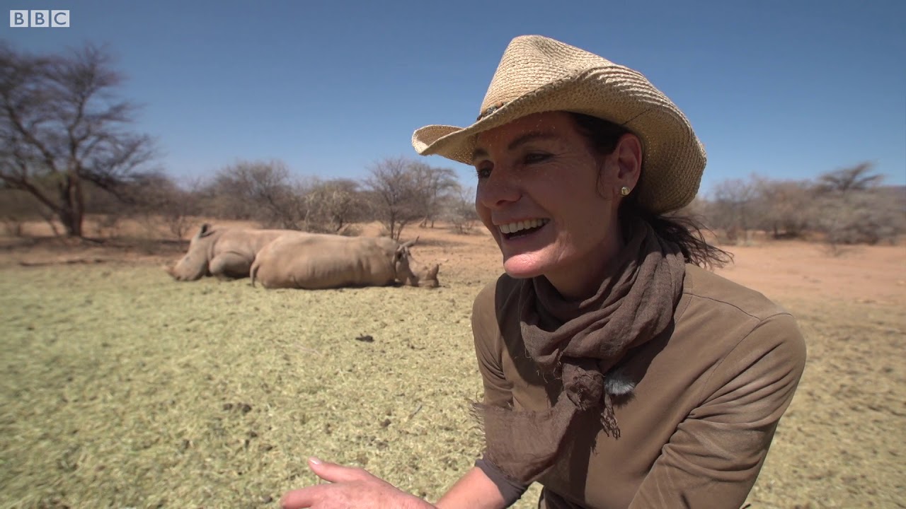 Annette Oelofse, the 'rhino whisperer' of Namibia - BBC What's New?