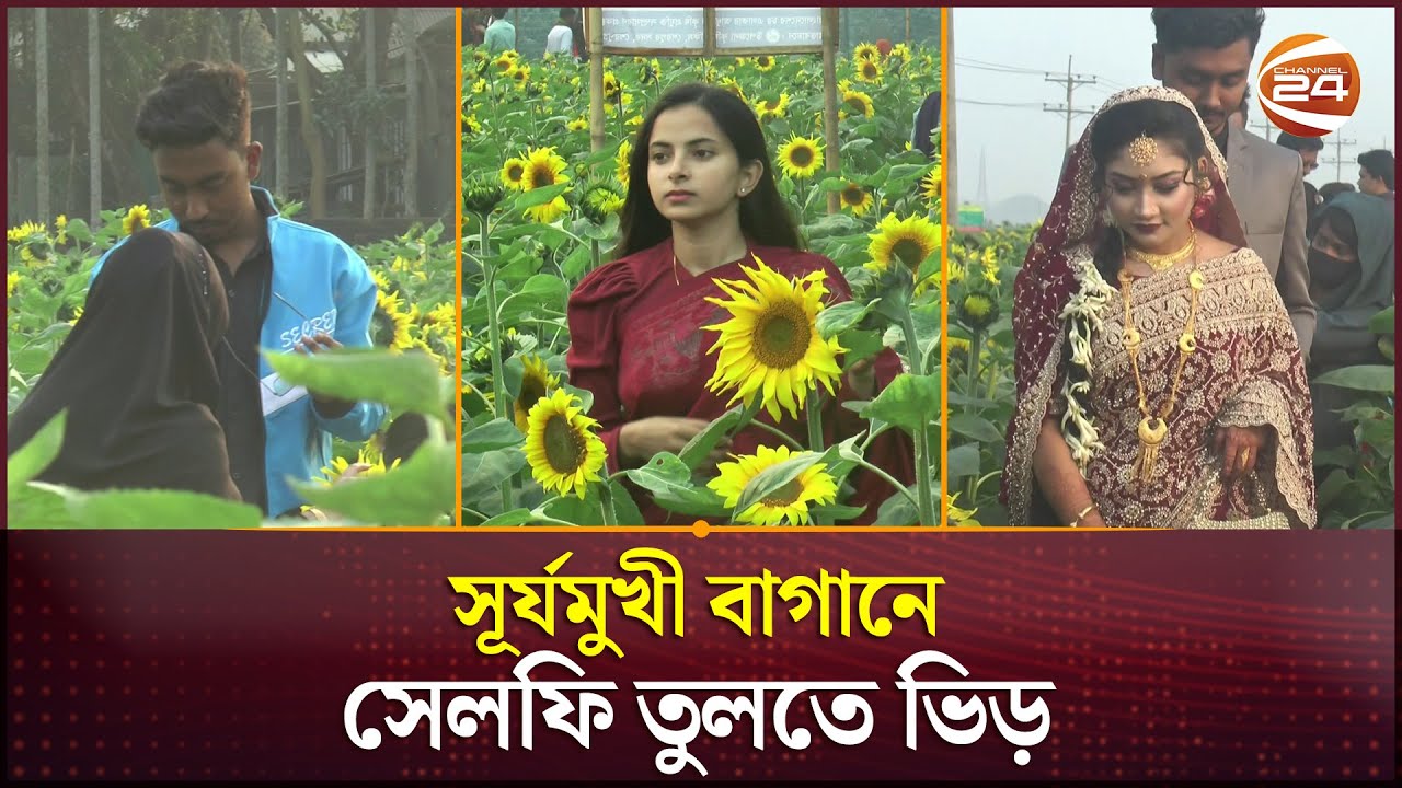 শেরপুরে ৫০ টাকার টিকিটে সূর্যমুখী বাগানে দর্শনার্থীদের ভীড় | Sherpur News | Sunflower Garden