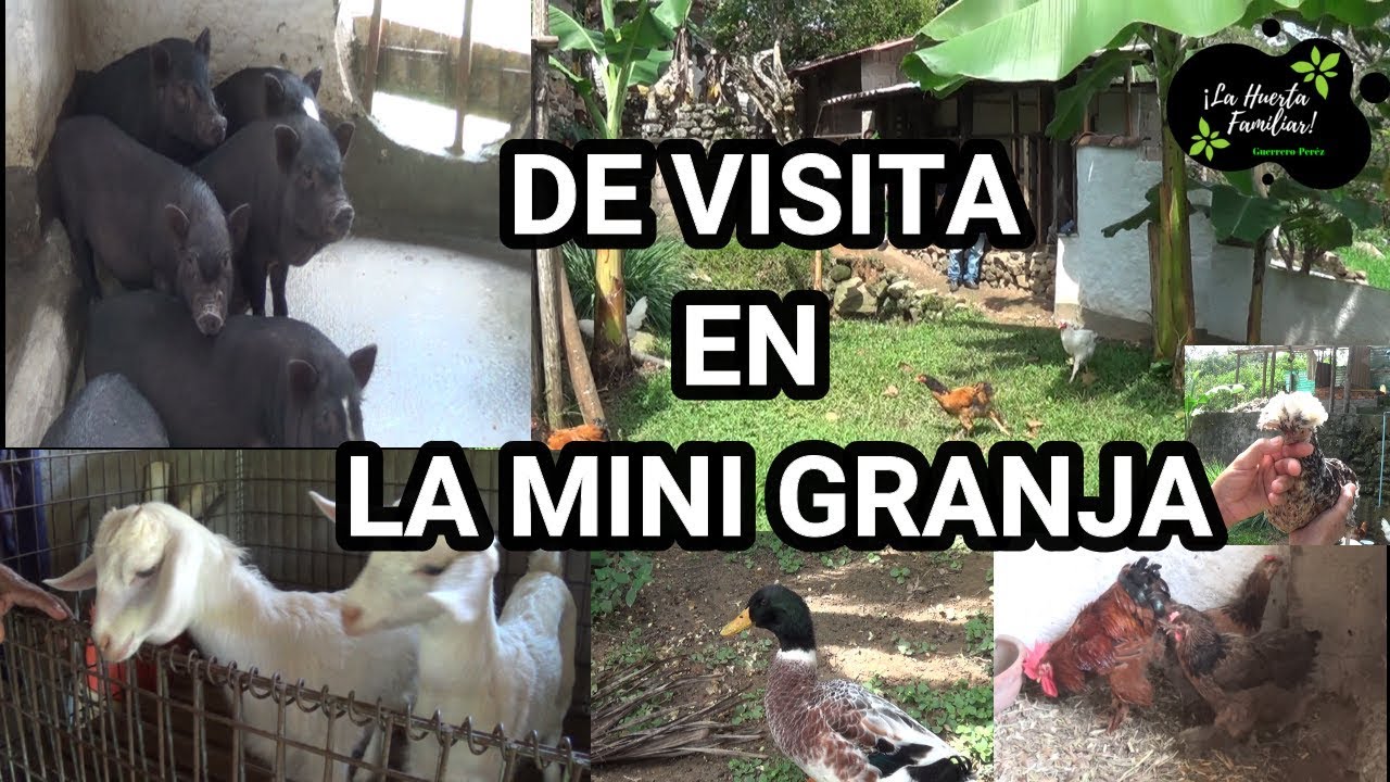 VISITANDO MINI GRANJA DEL SR ARENAS