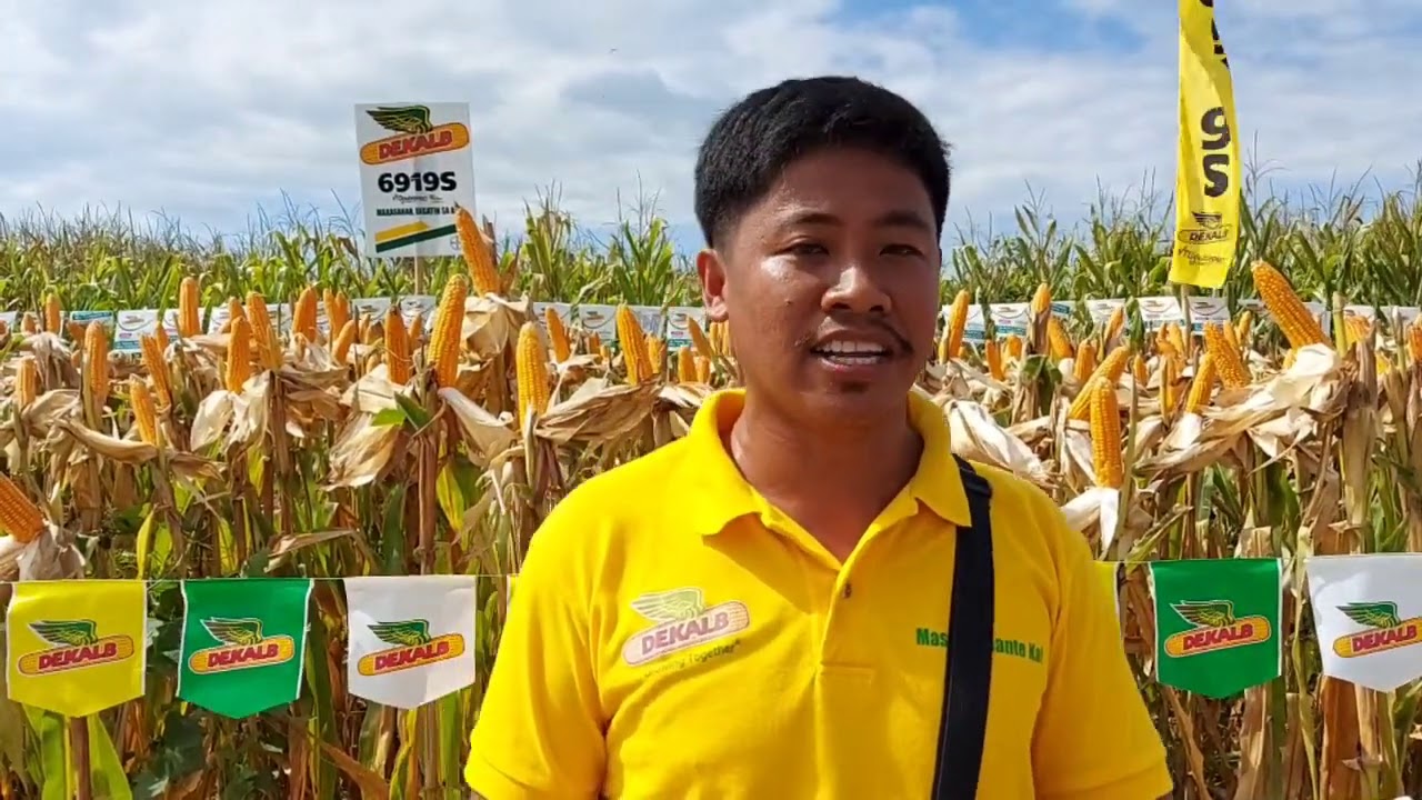 DEKALB 6919S VT DOUBLE PRO COMMERCIAL DEMO at Amulung West, Cagayan