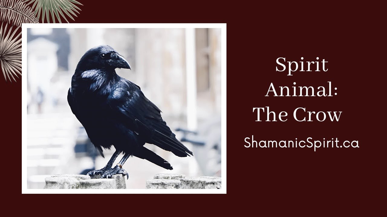 Animal Spirit Guide: The Crow (Shamanic Power Animal). Crow Symbolism. Raven Symbolism