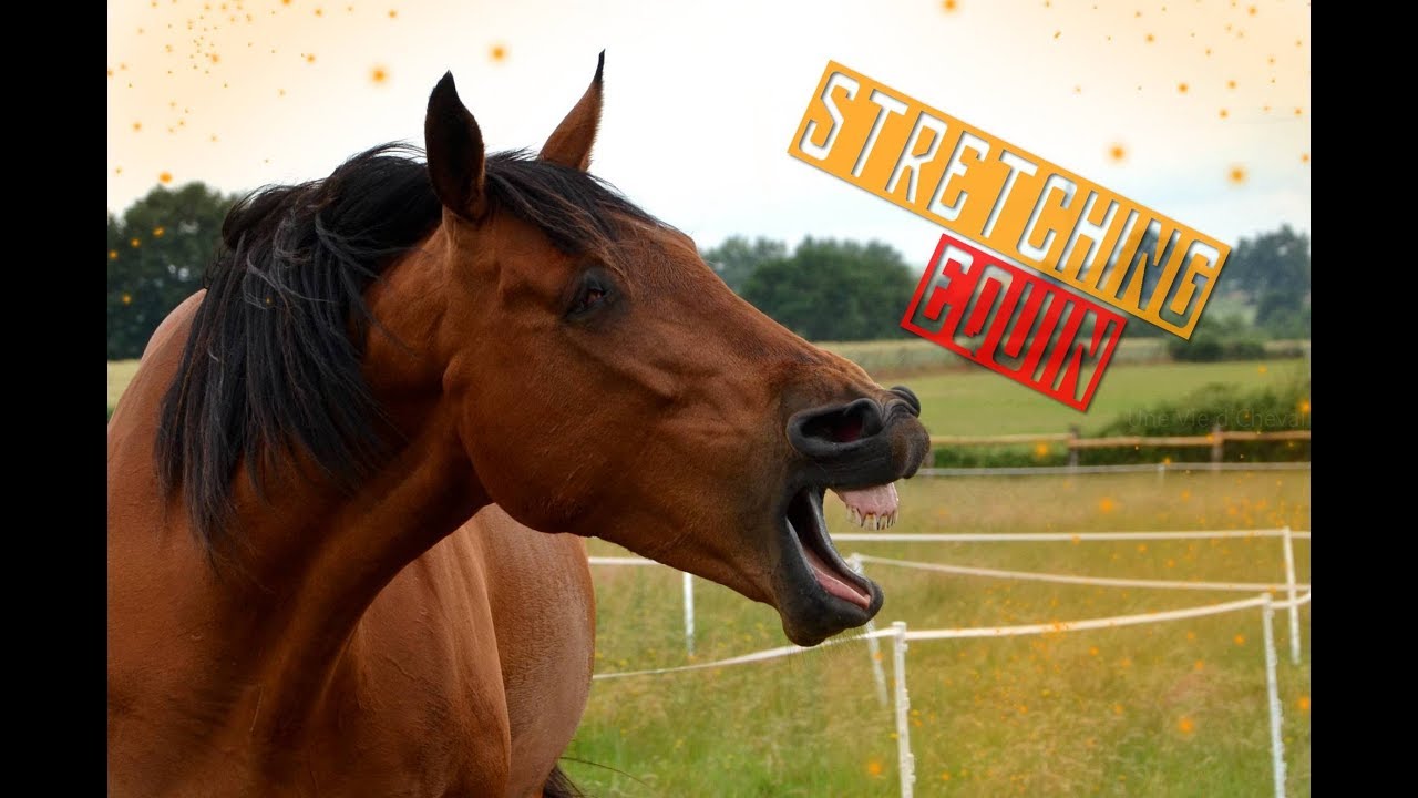 Stretching / Étirements de l'avant-main du cheval