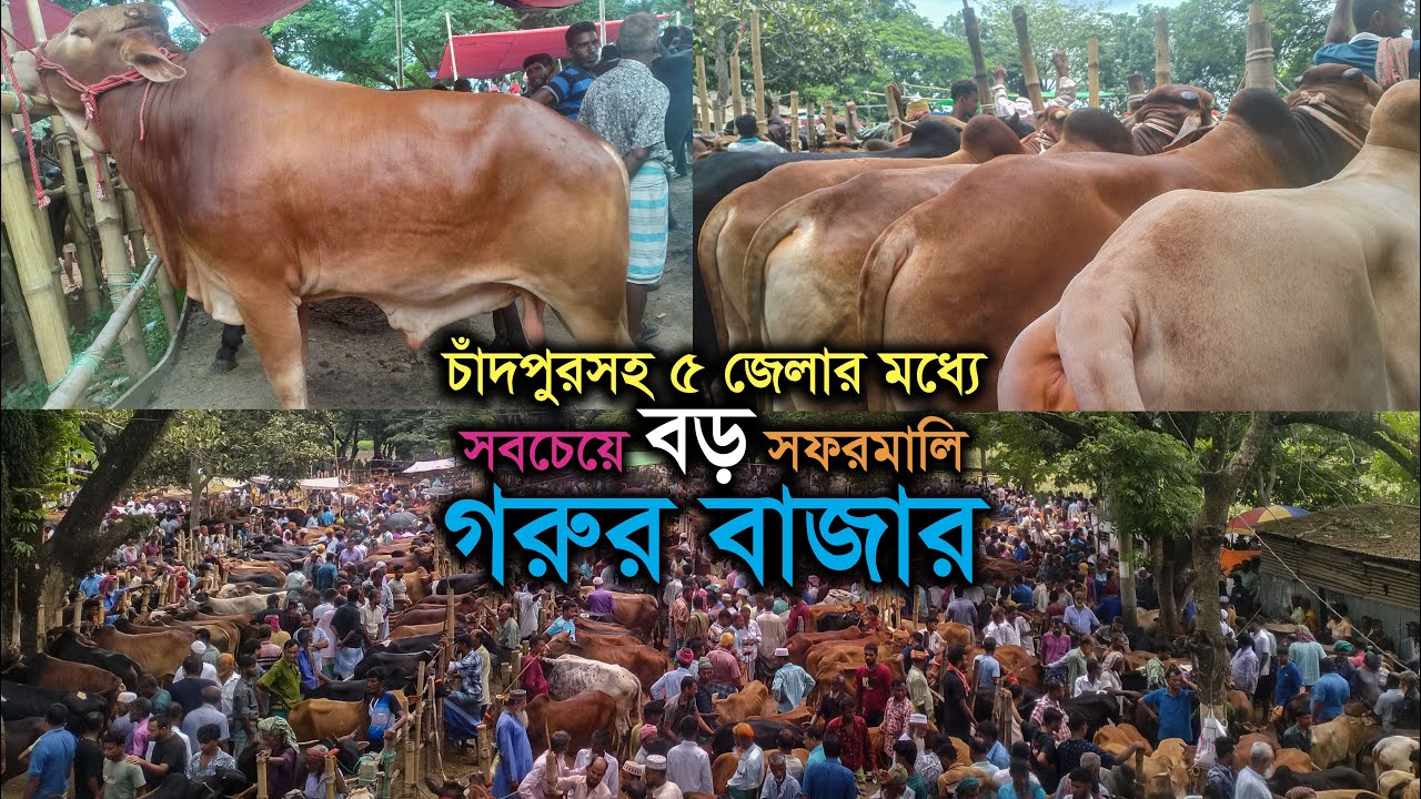 চাঁদপুর জেলার সবচেয়ে বড় গরুর হাট সফরমালি গরুর হাট ।। 4-5 জেলার ক্রেতা-বিক্রেতা আসে এই গরুর হাটে