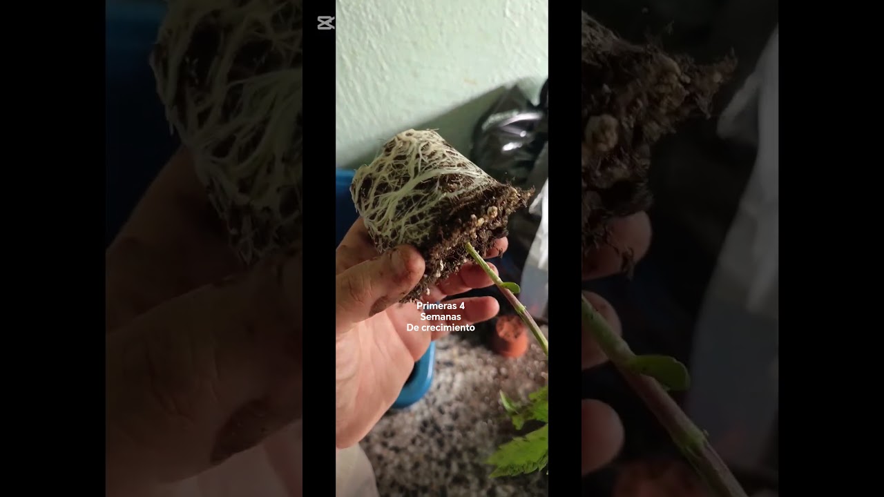 00 Seeds Bank #growagarden #cannabiseducation #flores #bobmarley #huertoorganico  #huertourbano