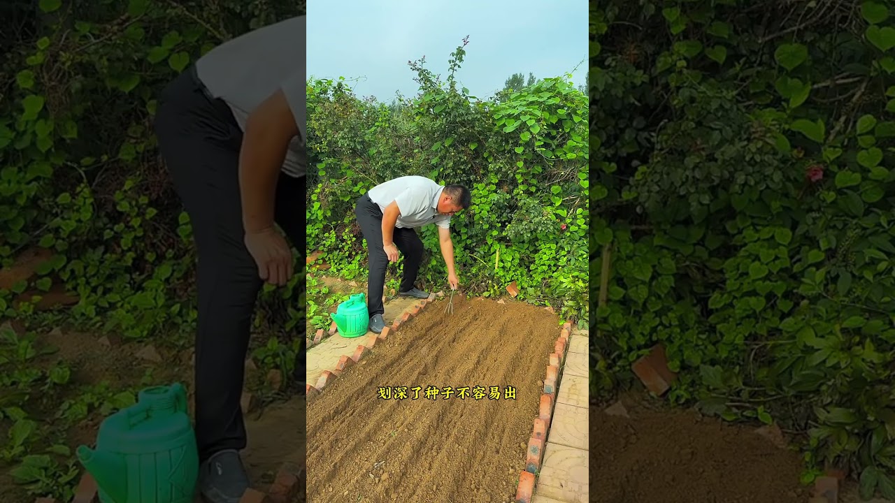 Pastoral life the summer is here small Chinese cabbage can be planted In front of the screen hurry u