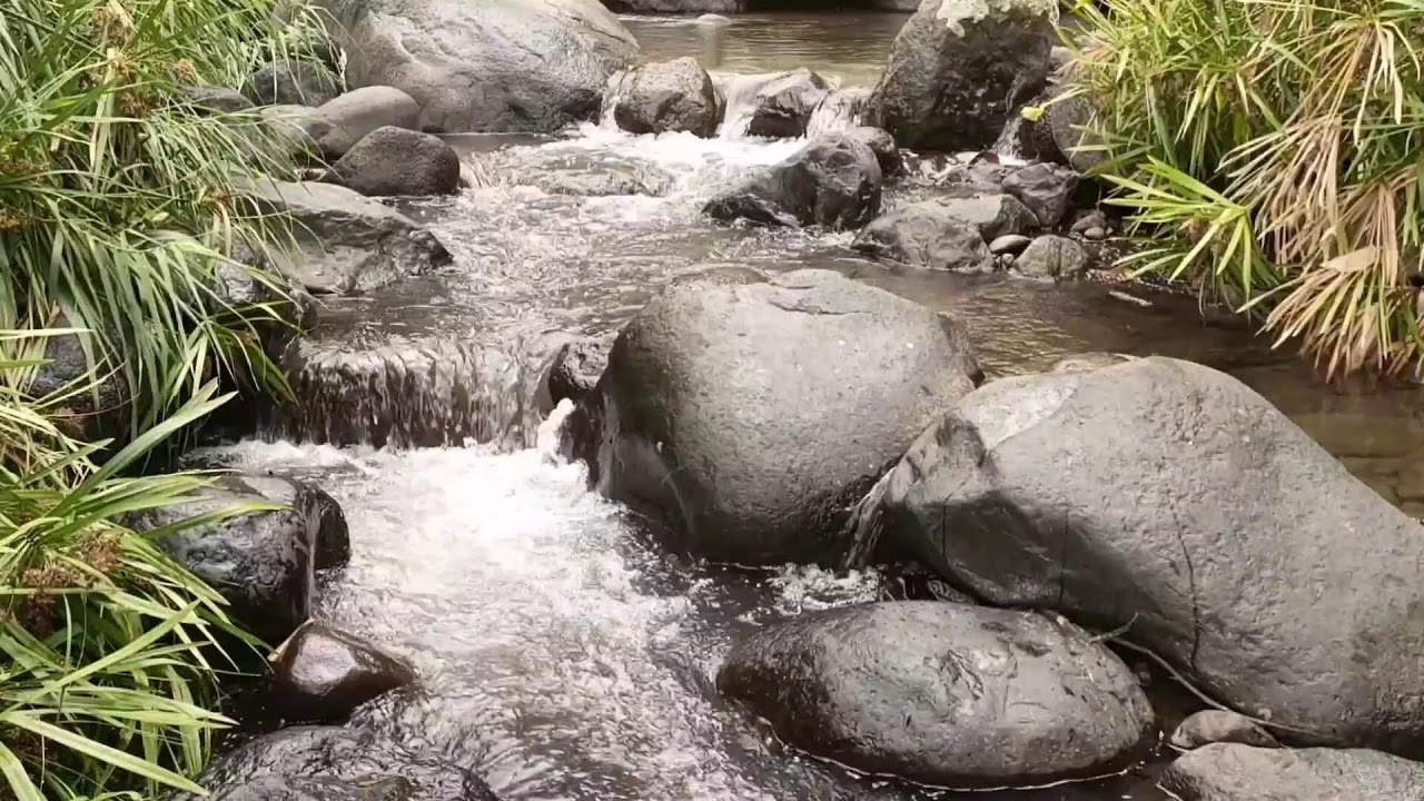 Forest River, Relaxing Nature Sounds l Sleep, Relax and Study Focus