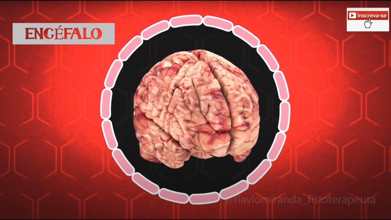 ENC&Eacute;FALO (SISTEMA NERVOSO CENTRAL)