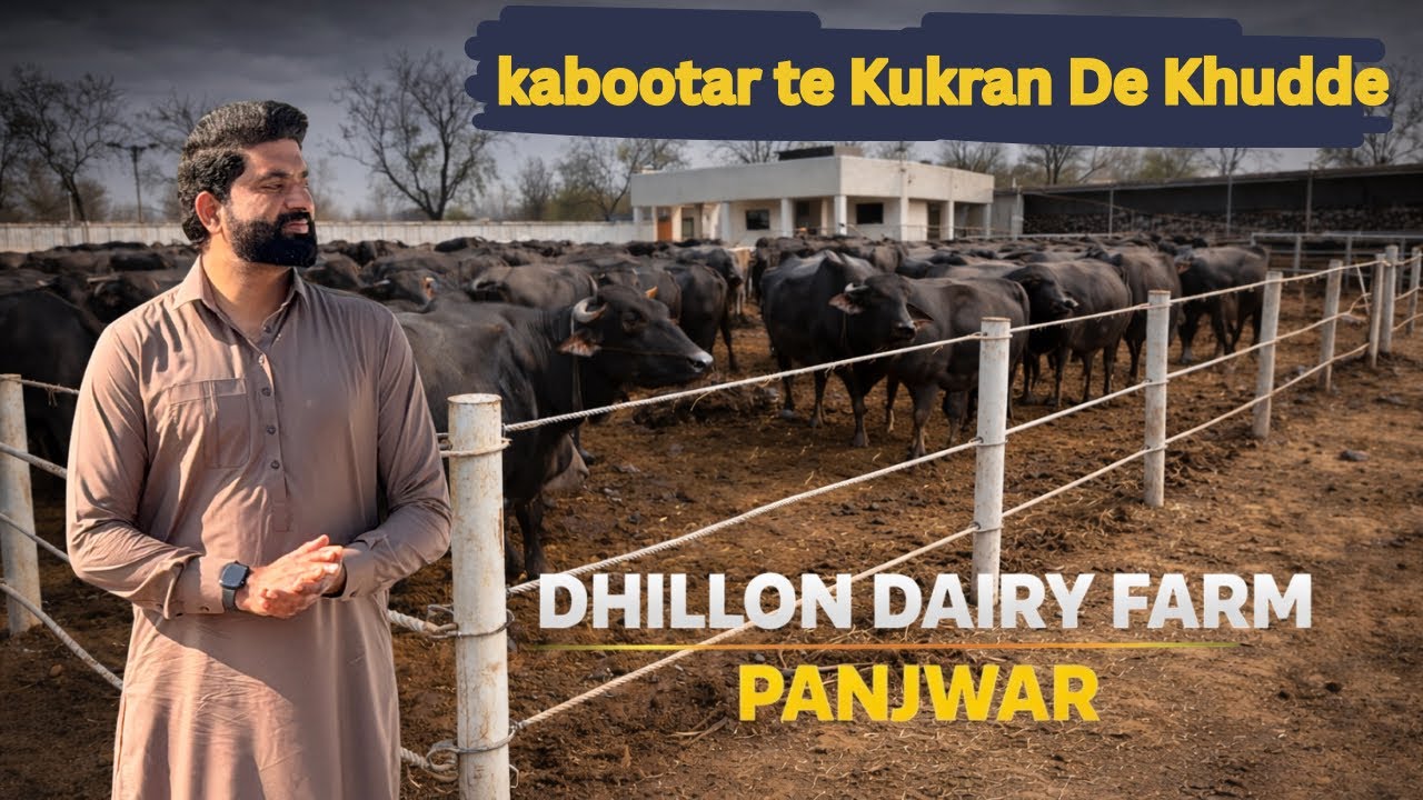 Dairy Farm Te aaye maa ji | Sikandar te Amar di Fight | Nasir Dhillon 