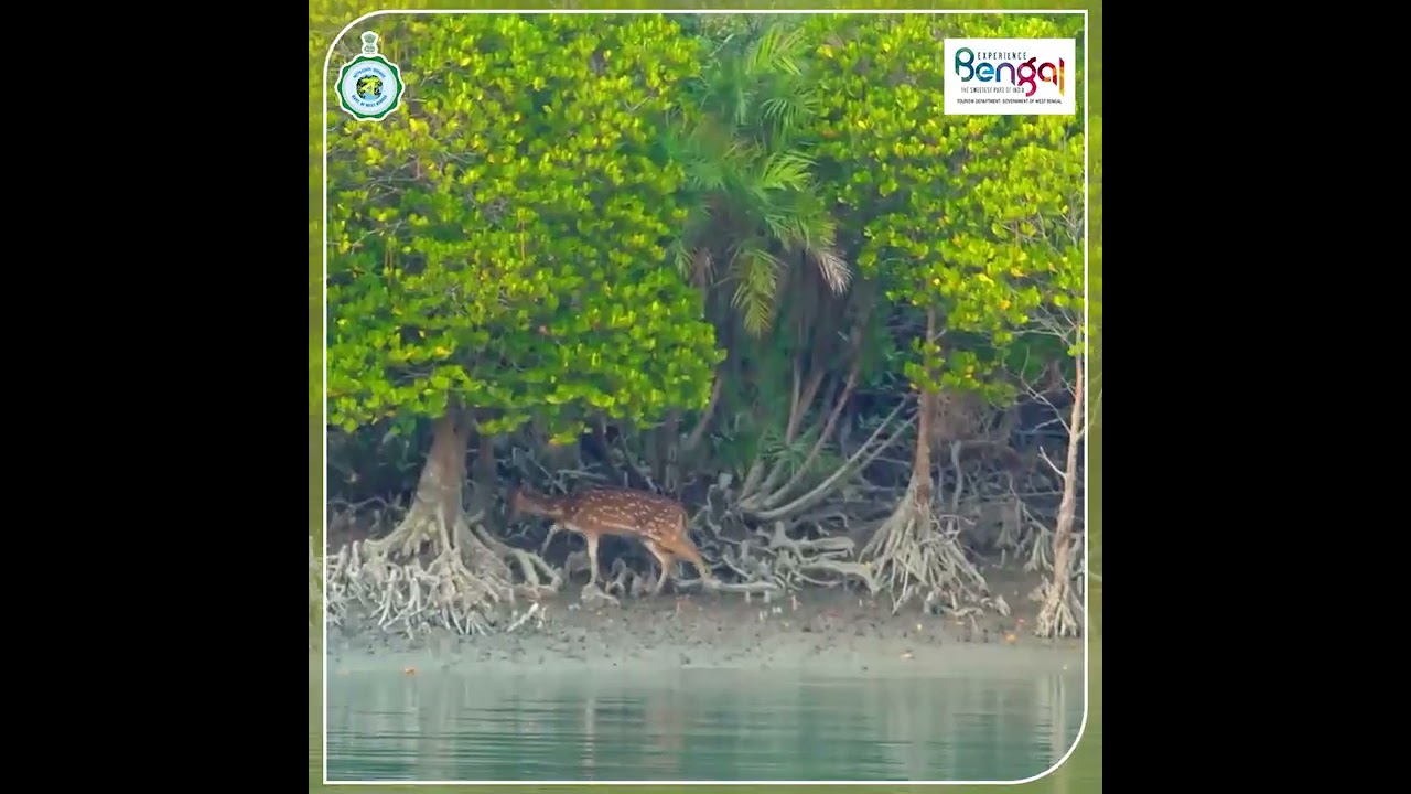 Sundarbans -  largest mangrove forest