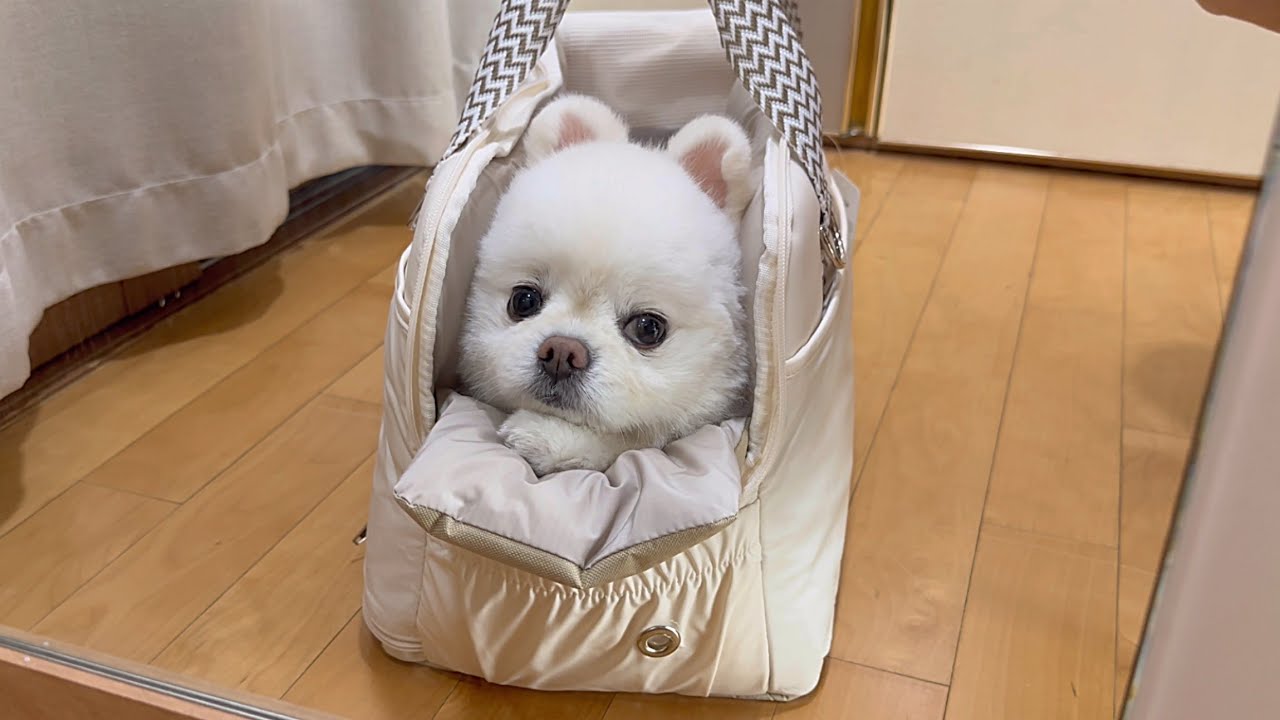 4년 만에 아끼던 애착 가방 바꾼 강아지