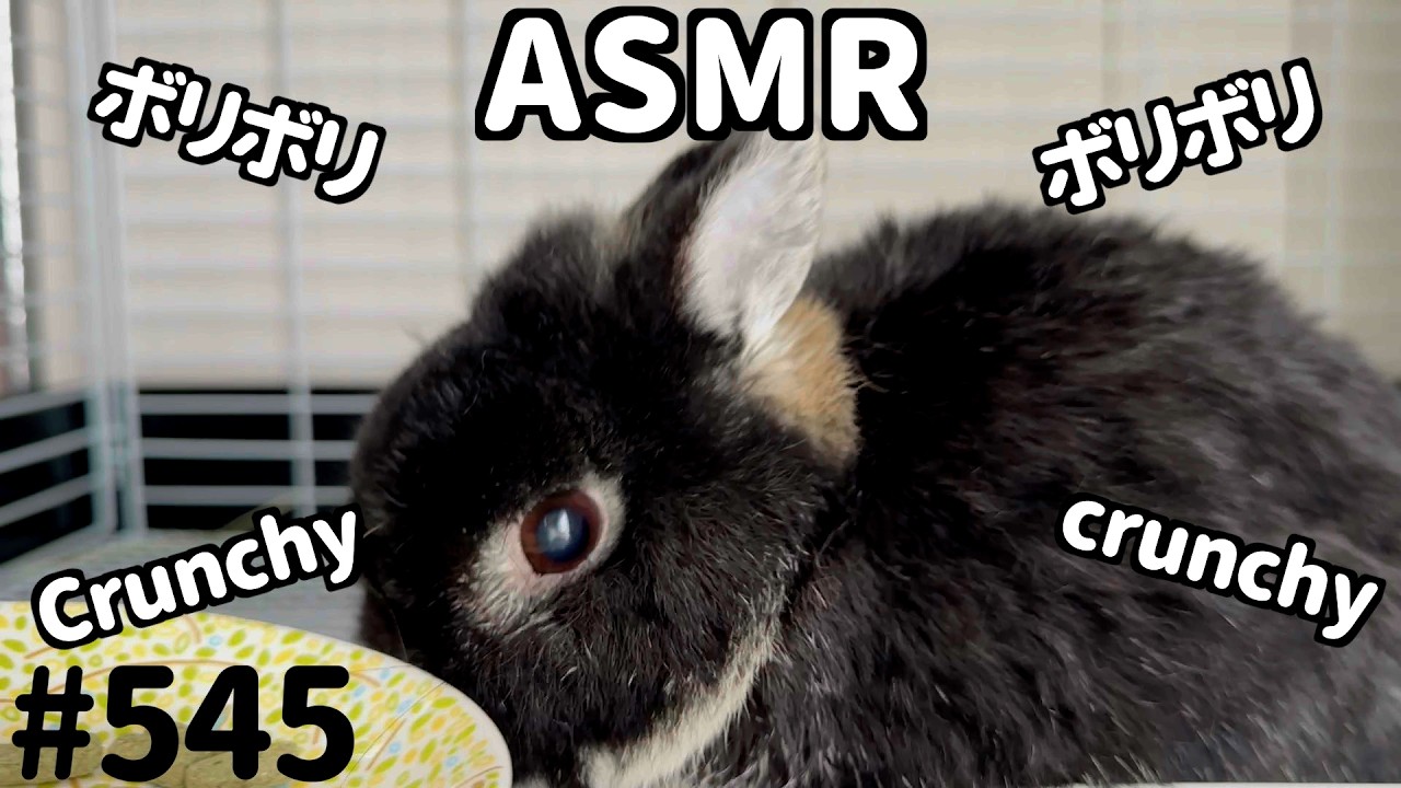 No.545【ASMR】モカさんのボリボリペレット🫘🐇💨 #音フェチ #咀嚼音 #うさぎ #asmr #mukbang