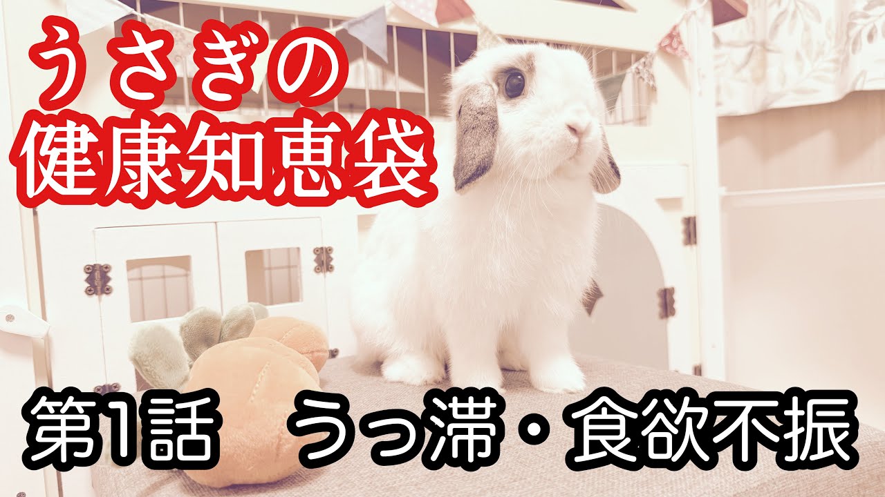 【うさぎの健康知恵袋】知らないと怖い“うっ滞”の原因と予防法❗️今日からできるチェック＆対処も紹介👍