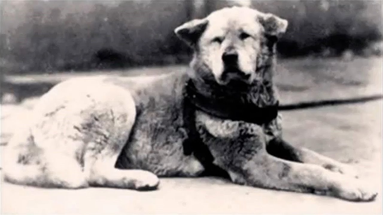 Hachiko - The True Story Of A Dog & Undying Love