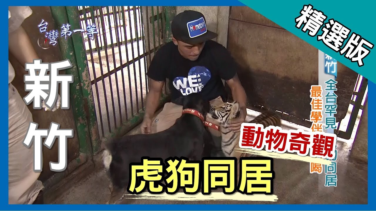台灣第一等【動物奇觀 虎狗同居】新竹 _精選版