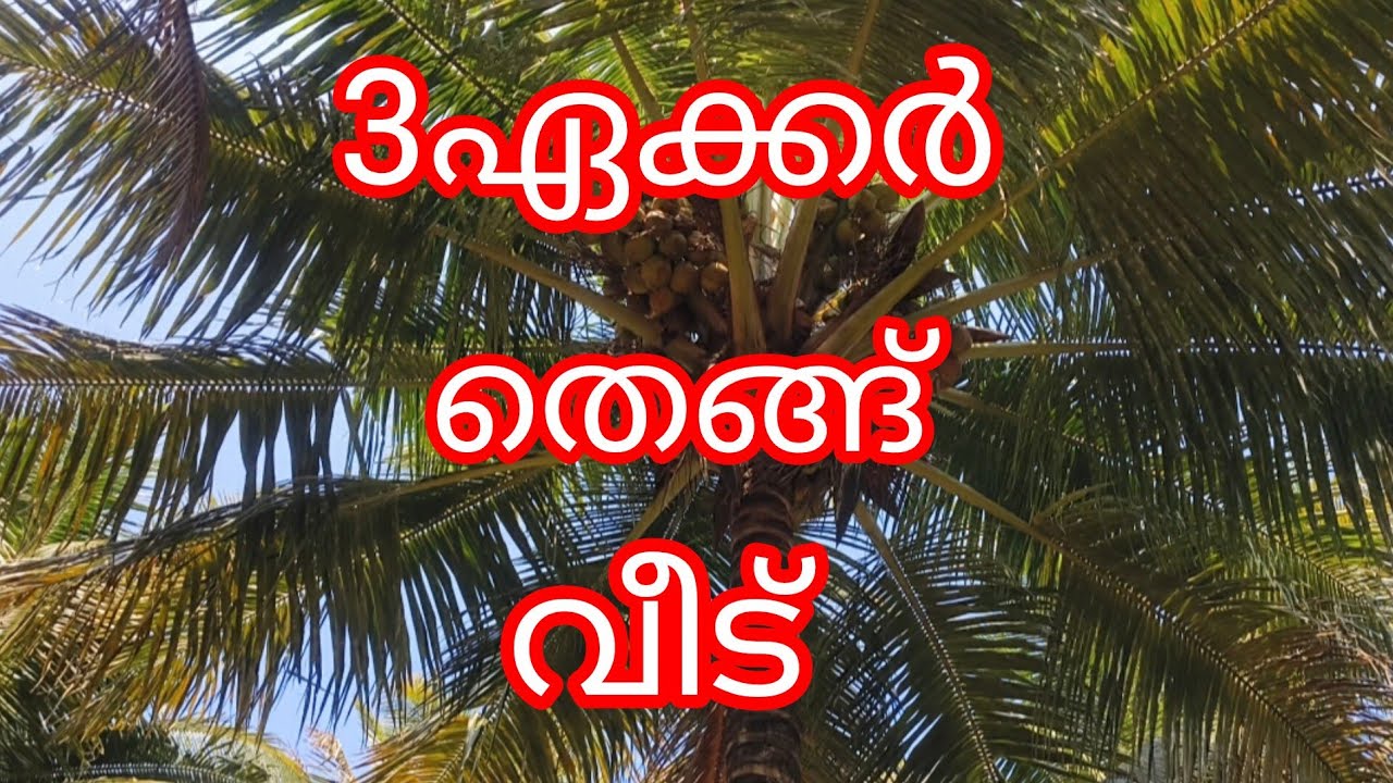 3ഏക്കർ കുറ്റ്യാടി തെങ്ങ് തോട്ടം +2bhk വീട്.