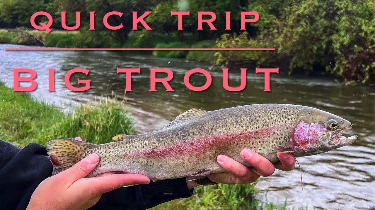 Quick Trip the Weber River Gets Me My Biggest Rainbow Trout!