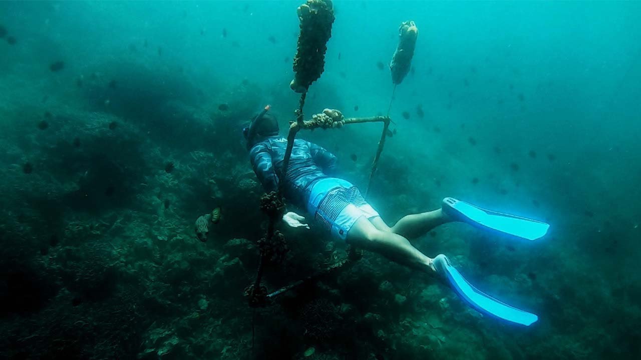 Free diving in Mabini Batangas Intro dive (Free dive tribe PH)