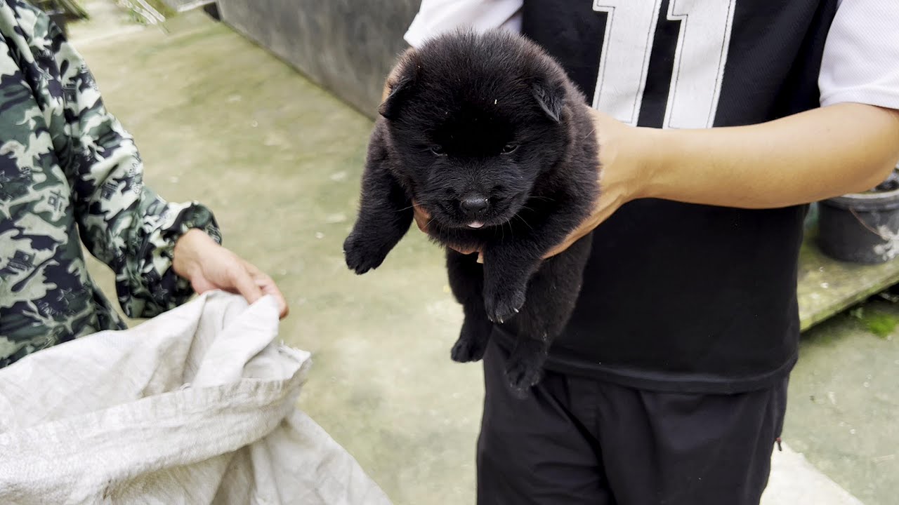 纯种的中华田园犬，它都有一个共同的特征、看一眼就能分辨 #保护中华田园犬 #农村土狗