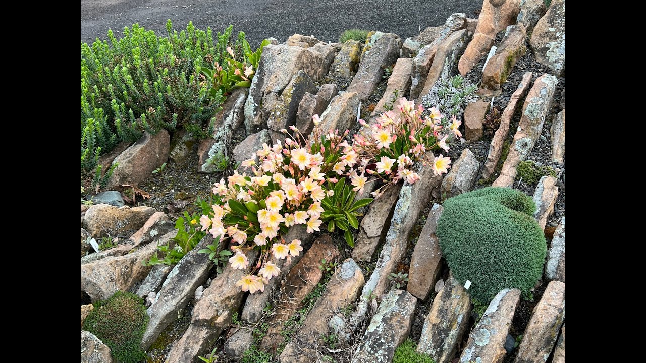 Crevice Garden - Far Reaches Botanical Conservancy