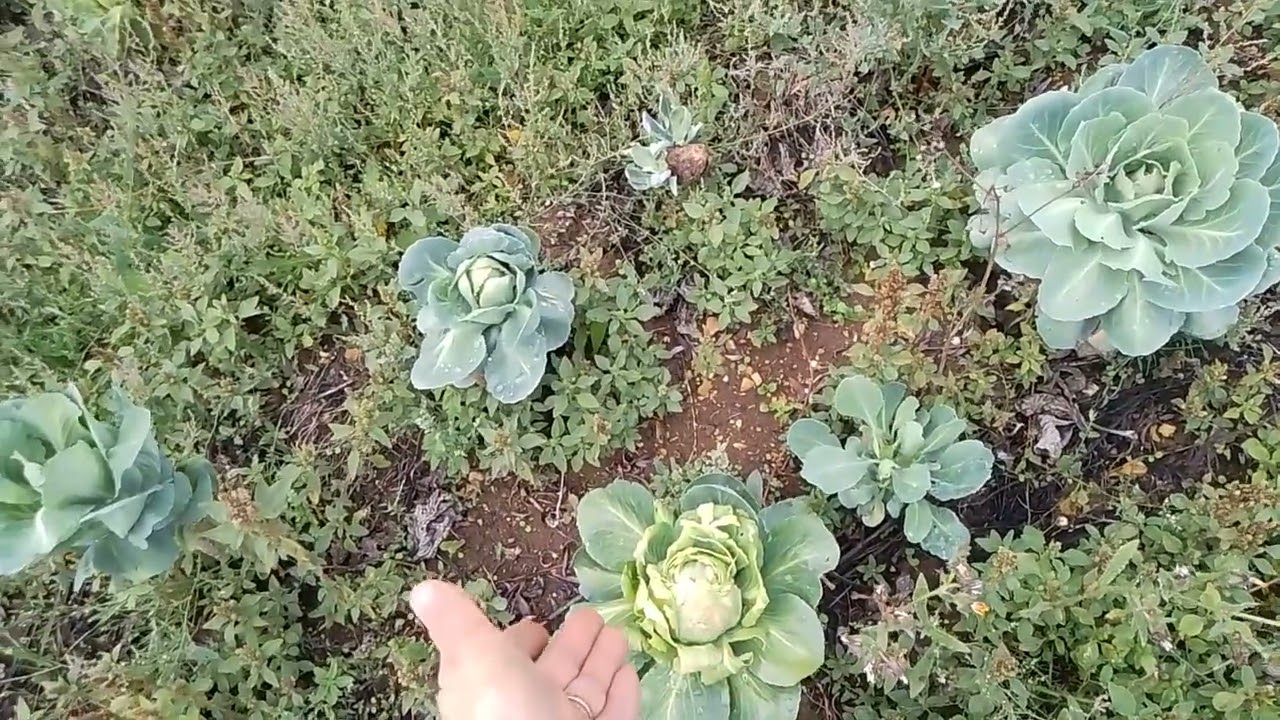 Fin de l'été place aux légumes d'automne et d'hiver 🫜🥬🥕