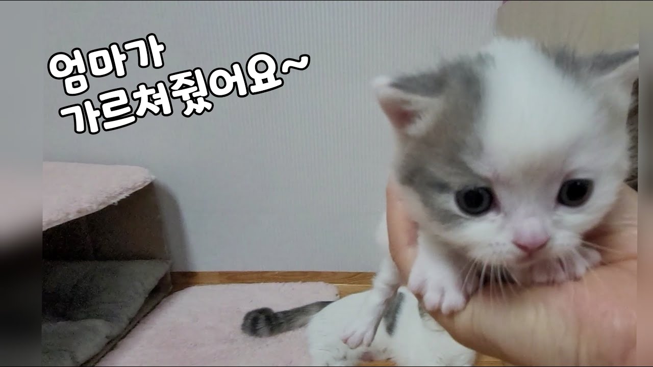엄마고양이가 알려준 대로 그대로 따라하는귀여운 아기고양이^^