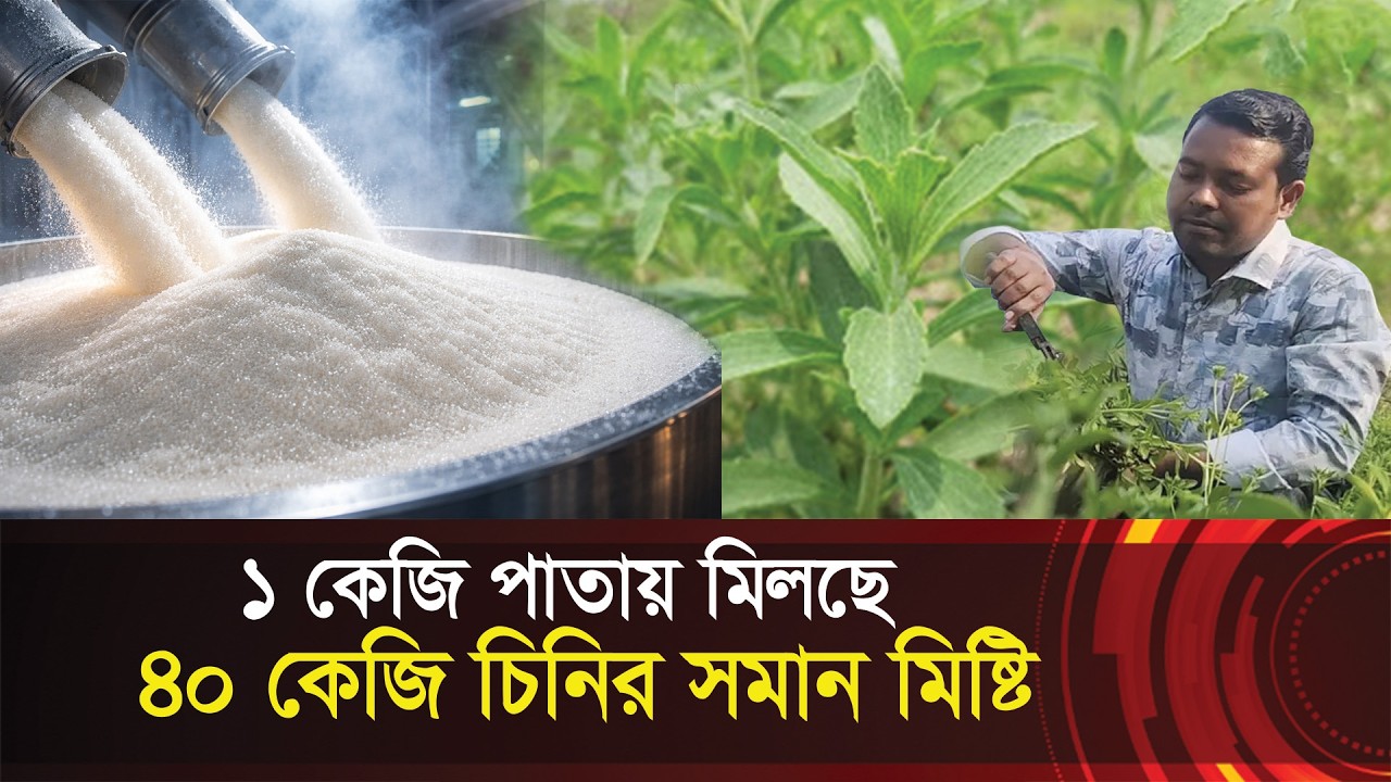 ডায়াবেটিস রোগীদের আশীর্বাদ !! চিনি নয় চাষ হচ্ছে মধুপাতা | Stevia farming | Agricultural Innovation