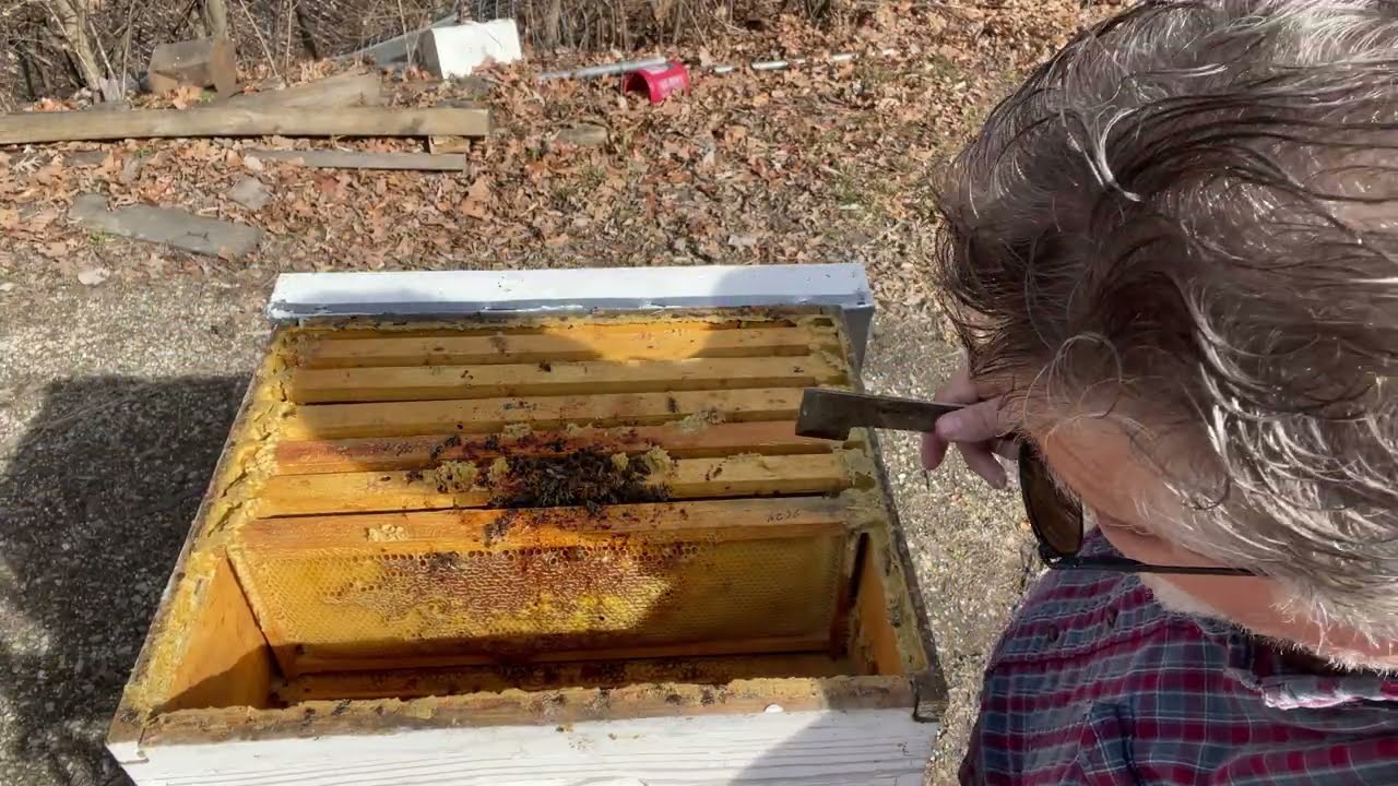 Postmortem on Bay Farm hive #honeybees #beekeeping #losses 