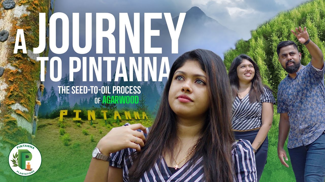 Agarwood Cultivation in Sri Lanka - A Journey to Pintanna Estate