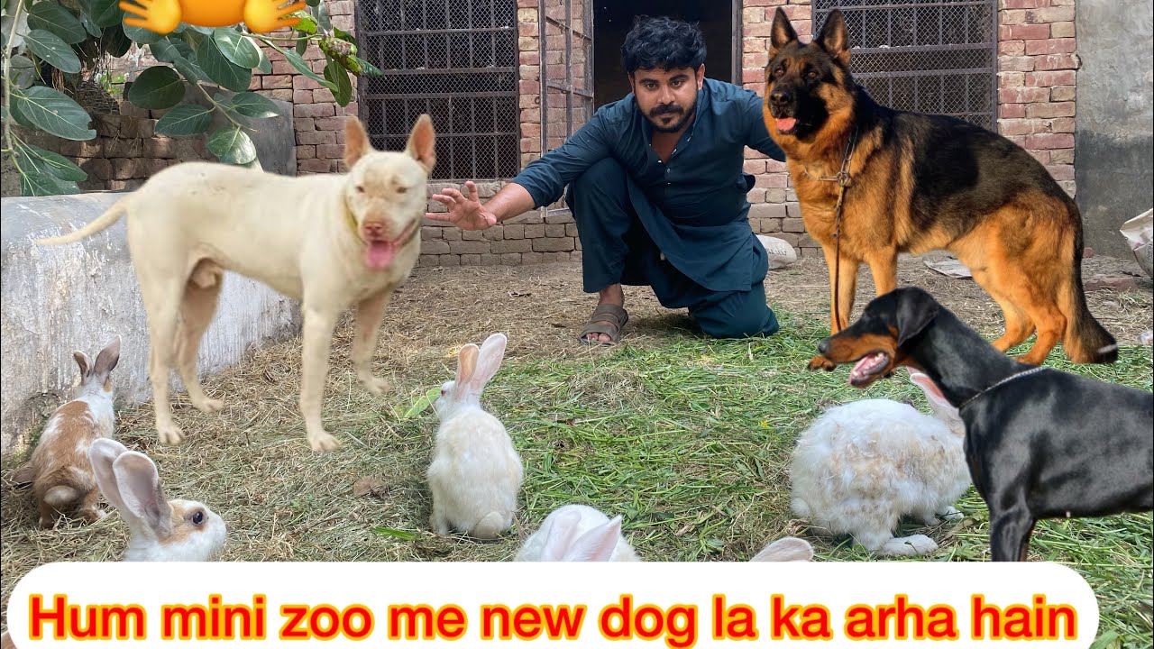 Hum mini zoo me new dog laya ga 