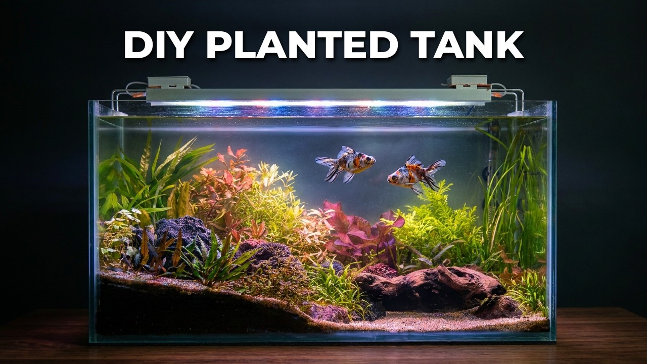 Stunning Planted Goldfish Tank Setup for Beginners!