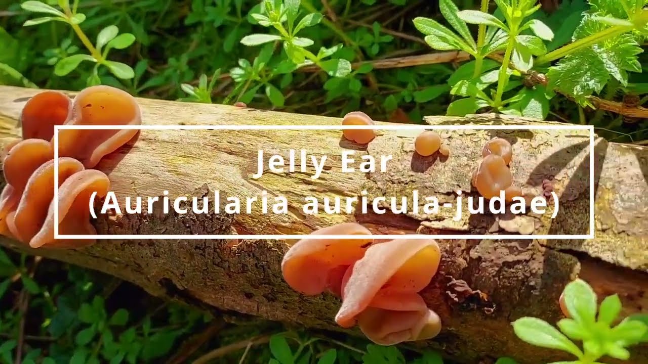 Jelly Ear Mushrooms (Auricularia auricula-judae) - Foraging UK -