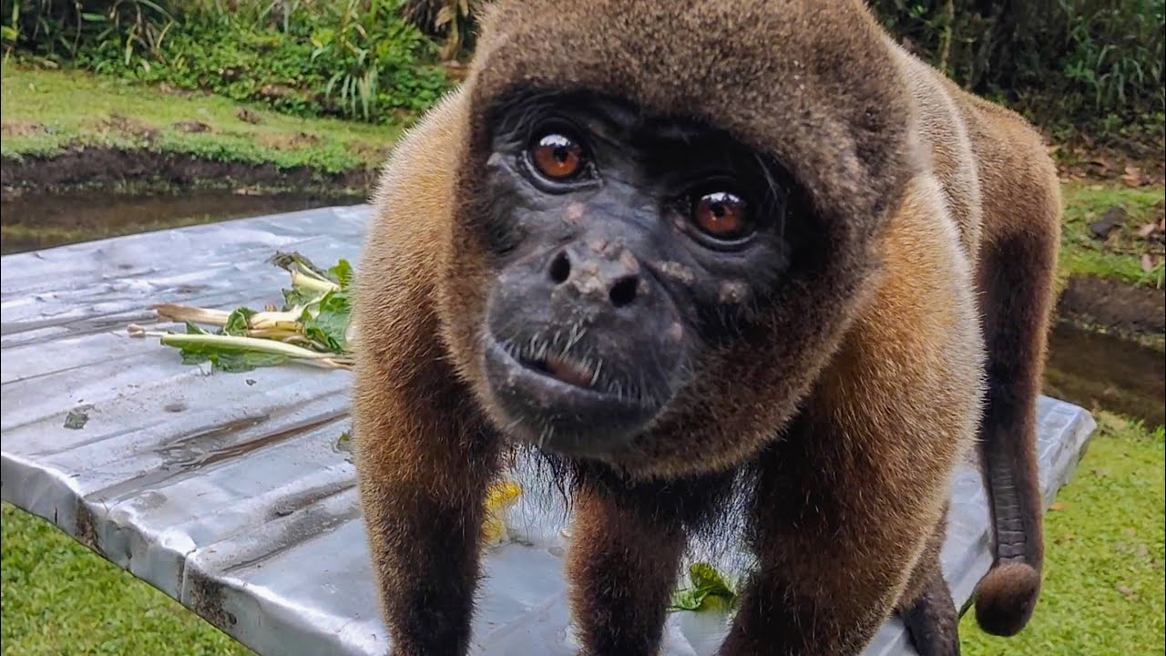 Woolly Monkey Fascinated By The Selfie Mode