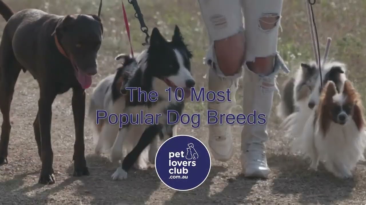 The 10 Most Popular Dog Breeds in Australia - Pet Lovers Club Australia