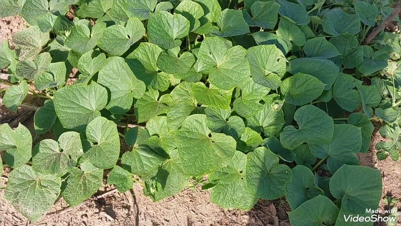 Flor de maio  e plantação de pepino  caipira 