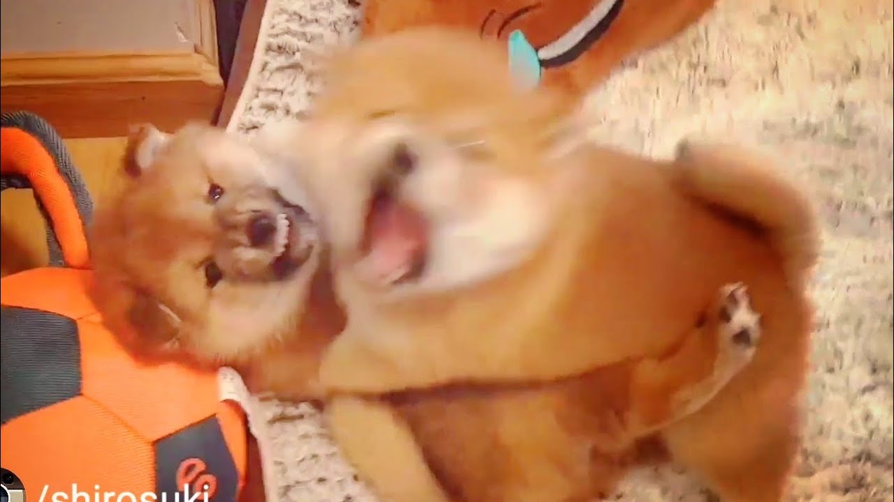 Kenzo is too strong for his brolos! - Shiba Inu puppies (with captions)