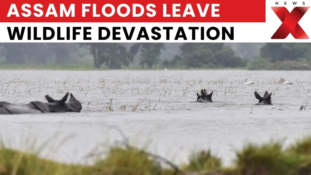 Assam Floods: Wildlife Devastation Grows, 23 Forest Officials Missing | Latest News | NewsX