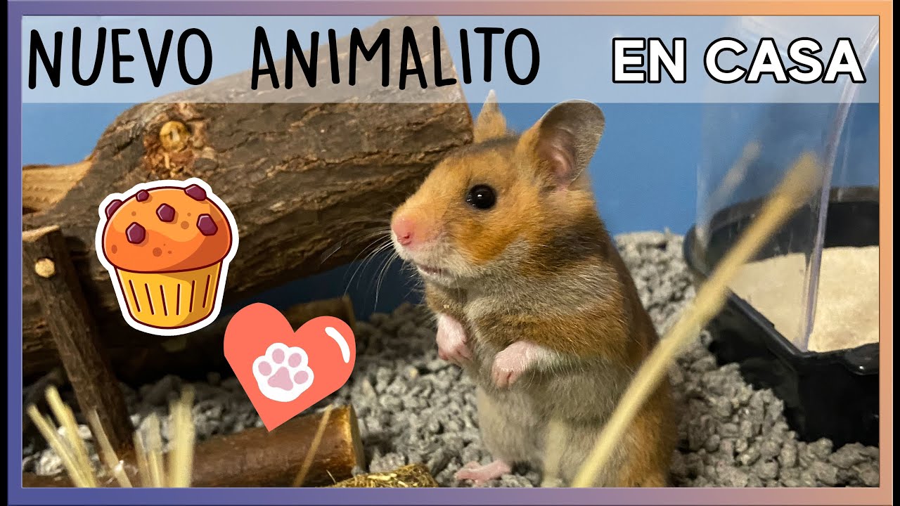 ¡Tenemos una Muffin de acogida! Preparando la jaula para un nuevo hámster