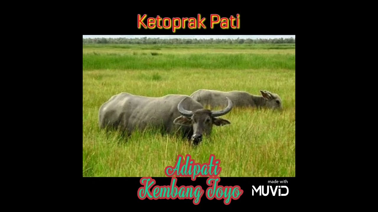 Ketoprak Pati Kisah Berdirinya Kadipaten Pati 