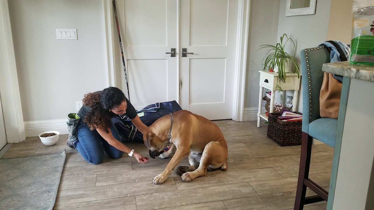 Teaching a Boerboel puppy down
