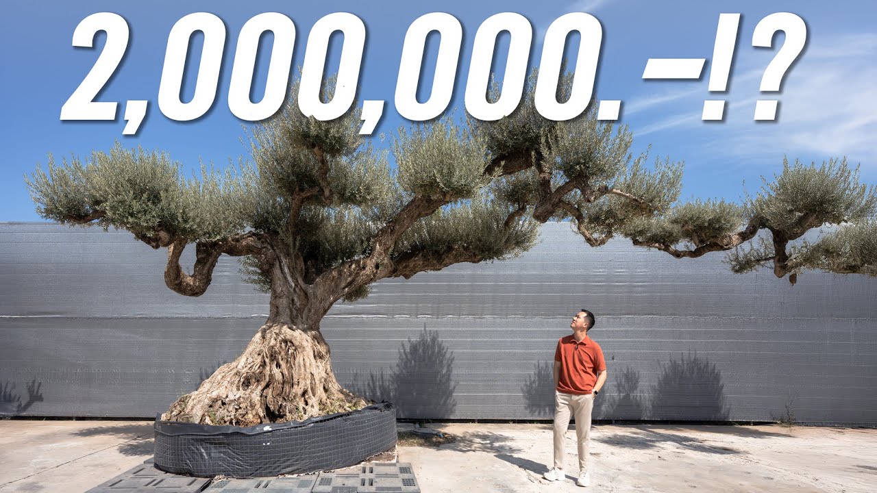 อยากมีต้นโอลีฟในบ้านต้องมีงบเท่าไร?