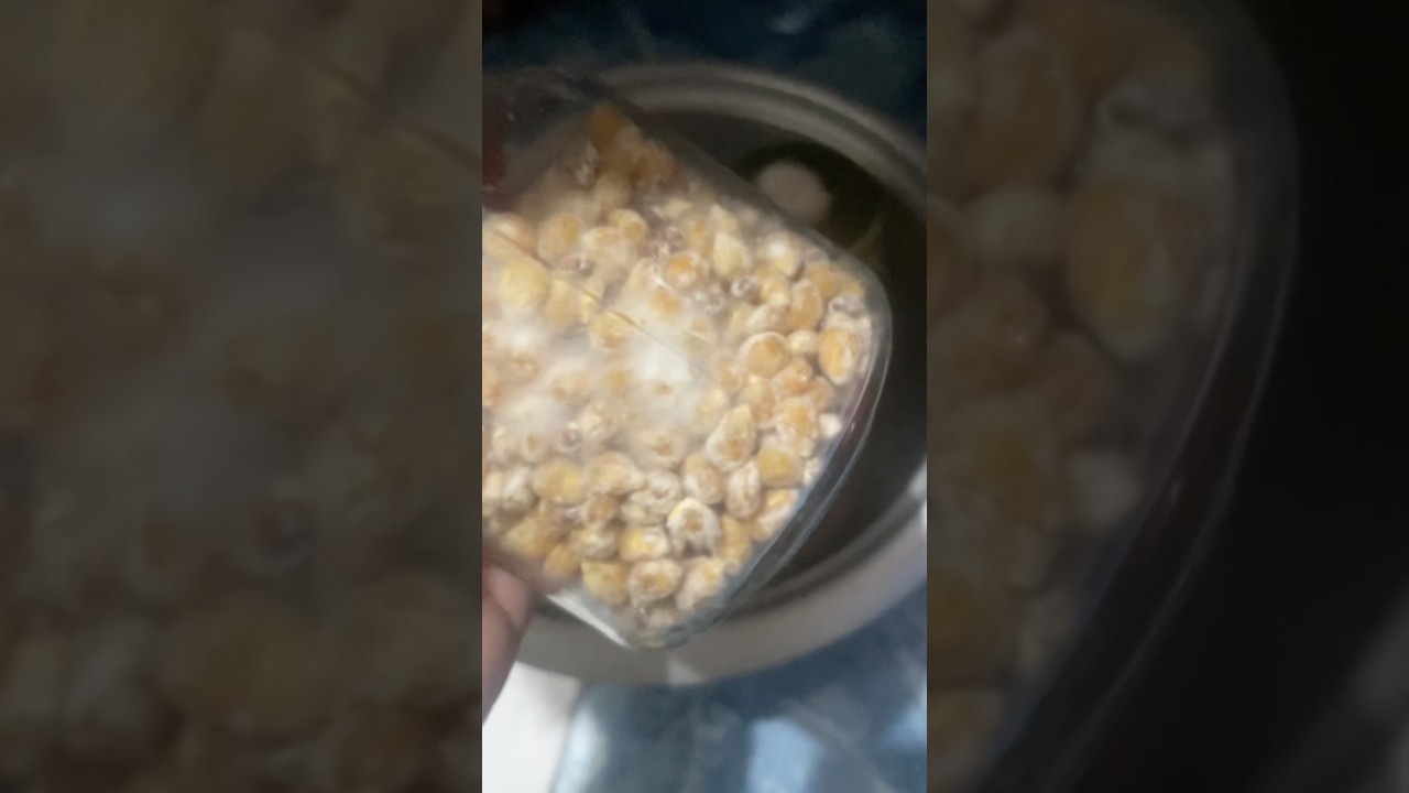 Oyster Mushroom Grain2Grain Day 13 After Shake Journey 