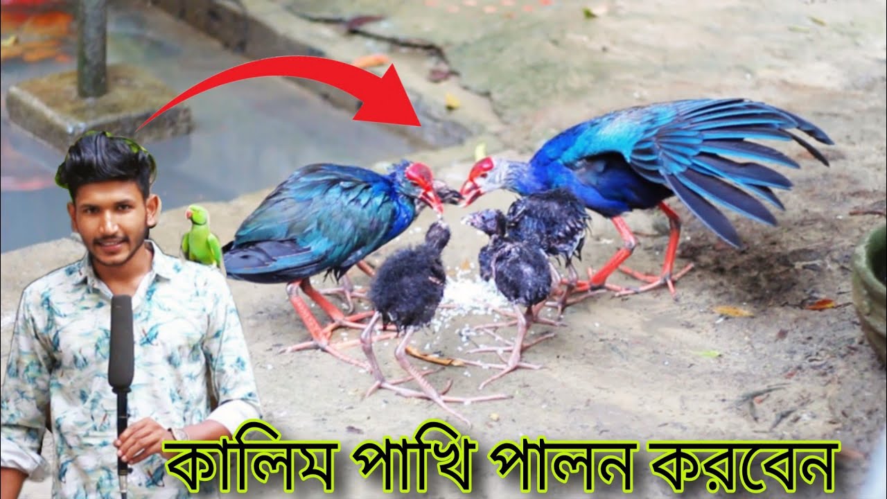 কালিম পাখি পালন করতে হলে কি কি বিষয় জানা প্রয়োজন