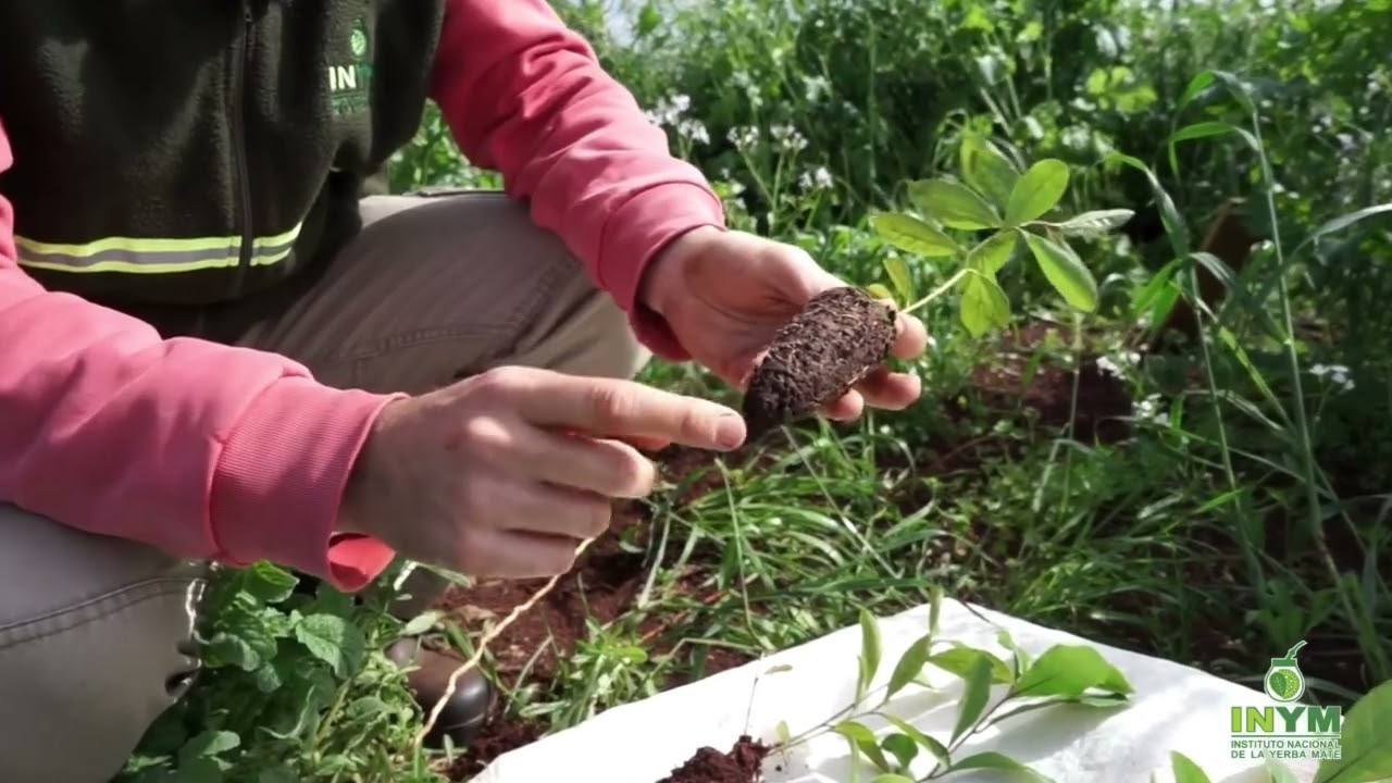 Sistematización en plantación nueva de yerba mate. Parte 2