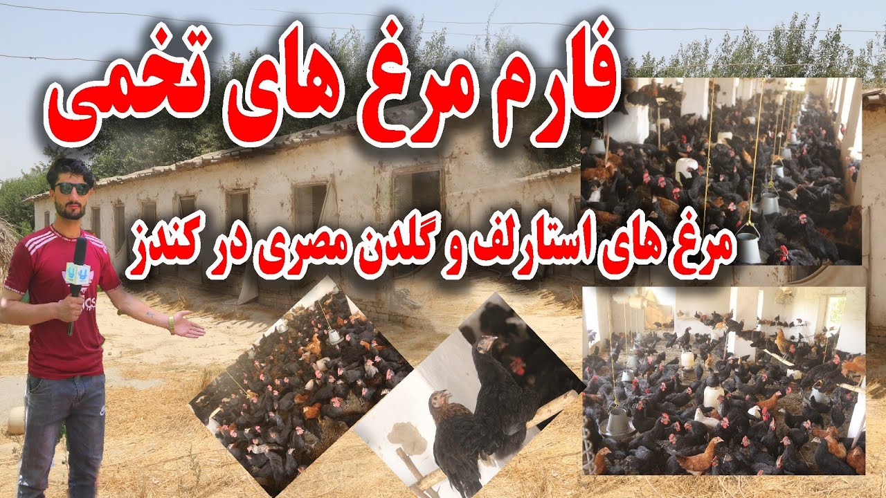 فارم مرغ‌های استارلف و گلدن مصری در کندز | Starleaf & Golden Egyptian Chicken Farm in Kunduz
