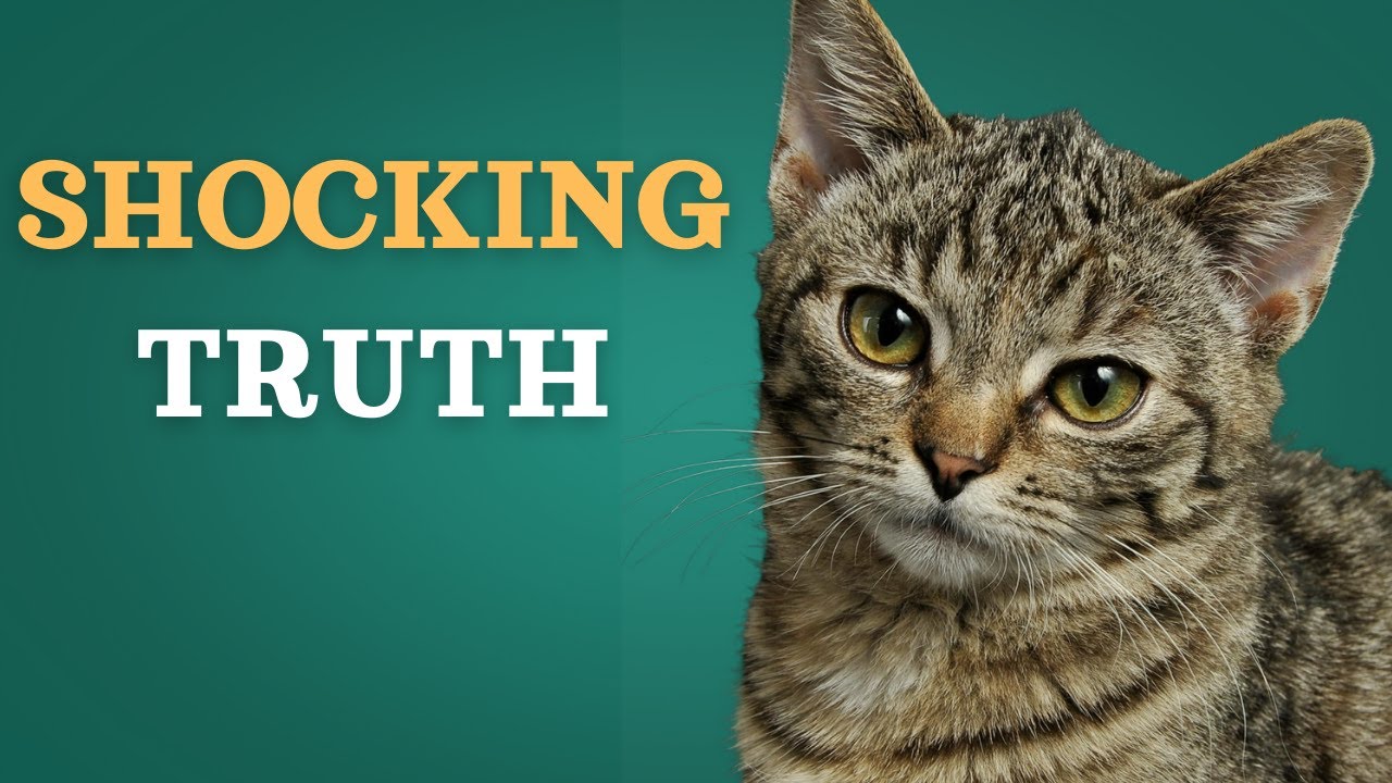 10 Mind-Blowing Cat Facts You Didn&rsquo;t Know | Fascinating Feline Secrets Revealed