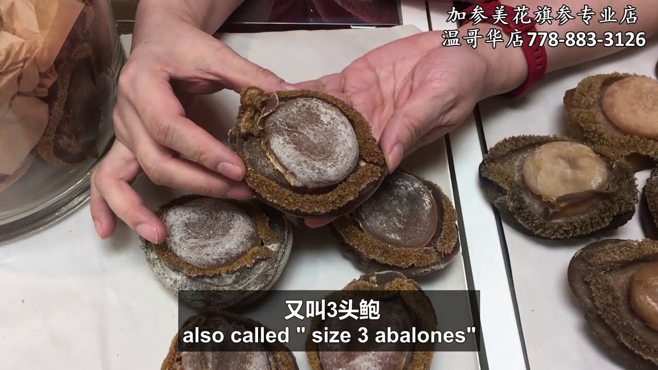 贺年南非三头大鲍鱼泡发及焖煮—【Maybel话你知】size 3 Abalones soaking method