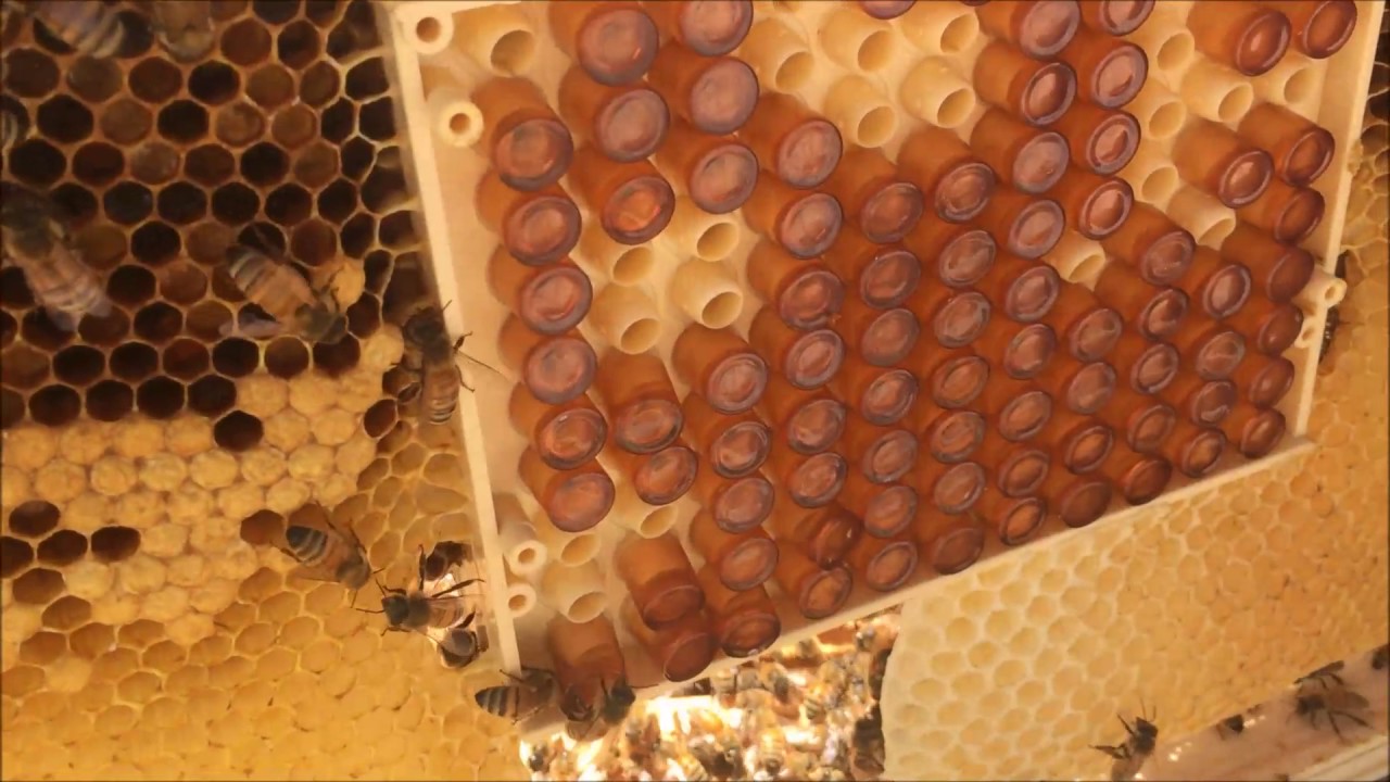 Nicot Queen Rearing   Transferring Cell Cups to Cell Bar