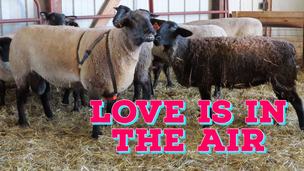 Putting Ram In With Ewes How We Breed Our Sheep Naturally In Season