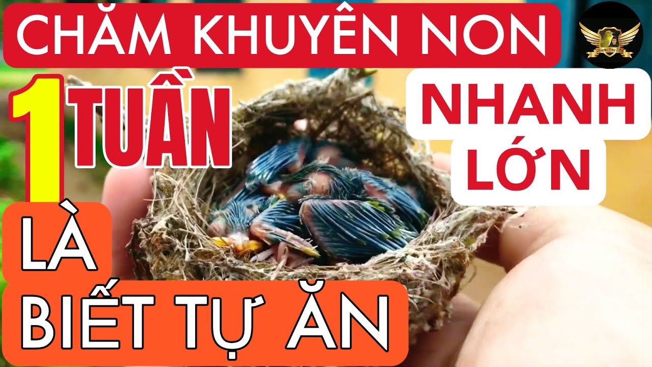 Cách Chăm Khuyên Non Mau Lớn - How To Take Care Of Young Birds Quickly Learn To Feed Themselves |KTB