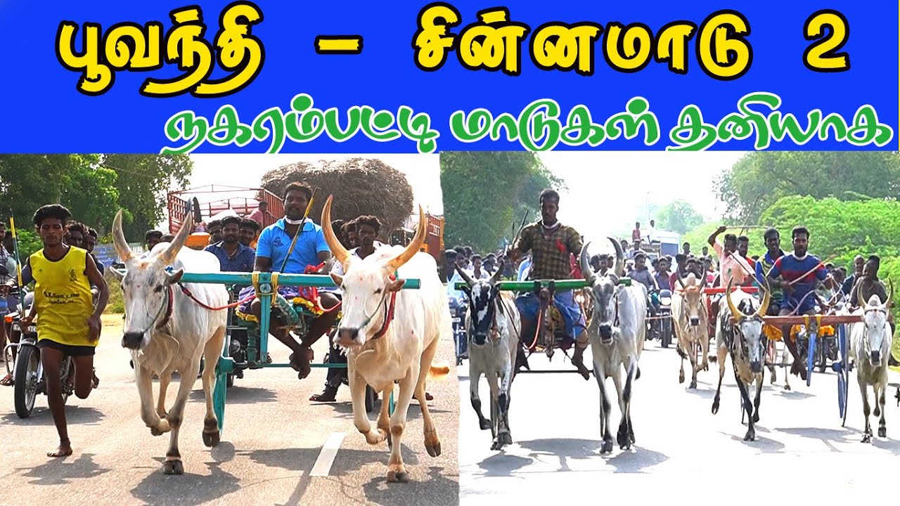 பூவந்தி சின்ன மாடு 2 சுற்று  பந்தய திடல் 08/05/2022 #Bullrace